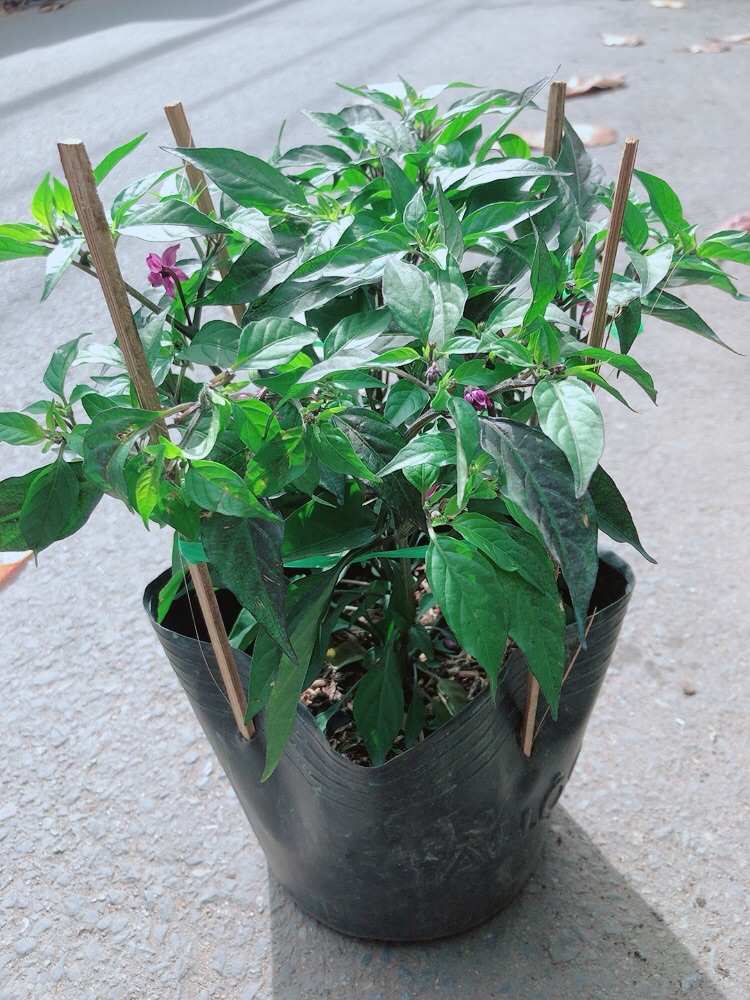 Bụi Ớt Tím