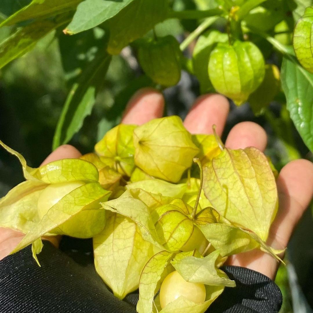 Hạt giống thù lù vàng Nam Mỹ (Tầm Bóp)