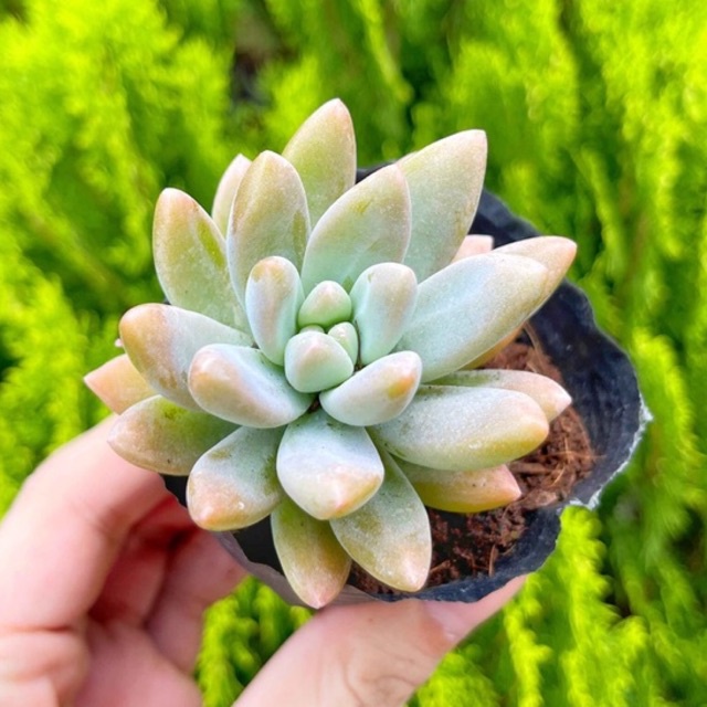 Sen đá pha lê nâu 3-5cm