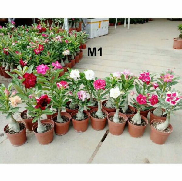 Cây Giống Hoa Sứ Thái