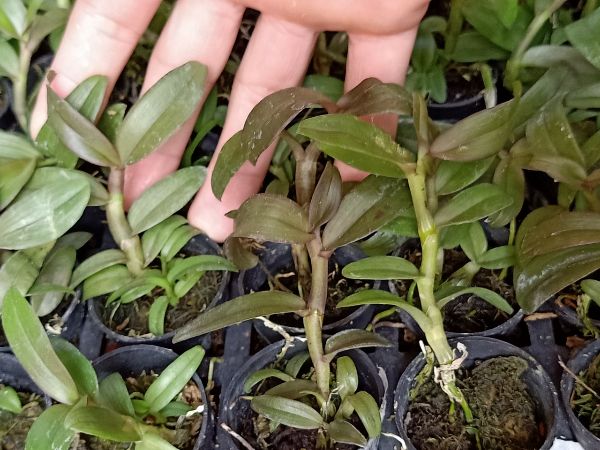 combo 2 cốc giả hạc cát bà