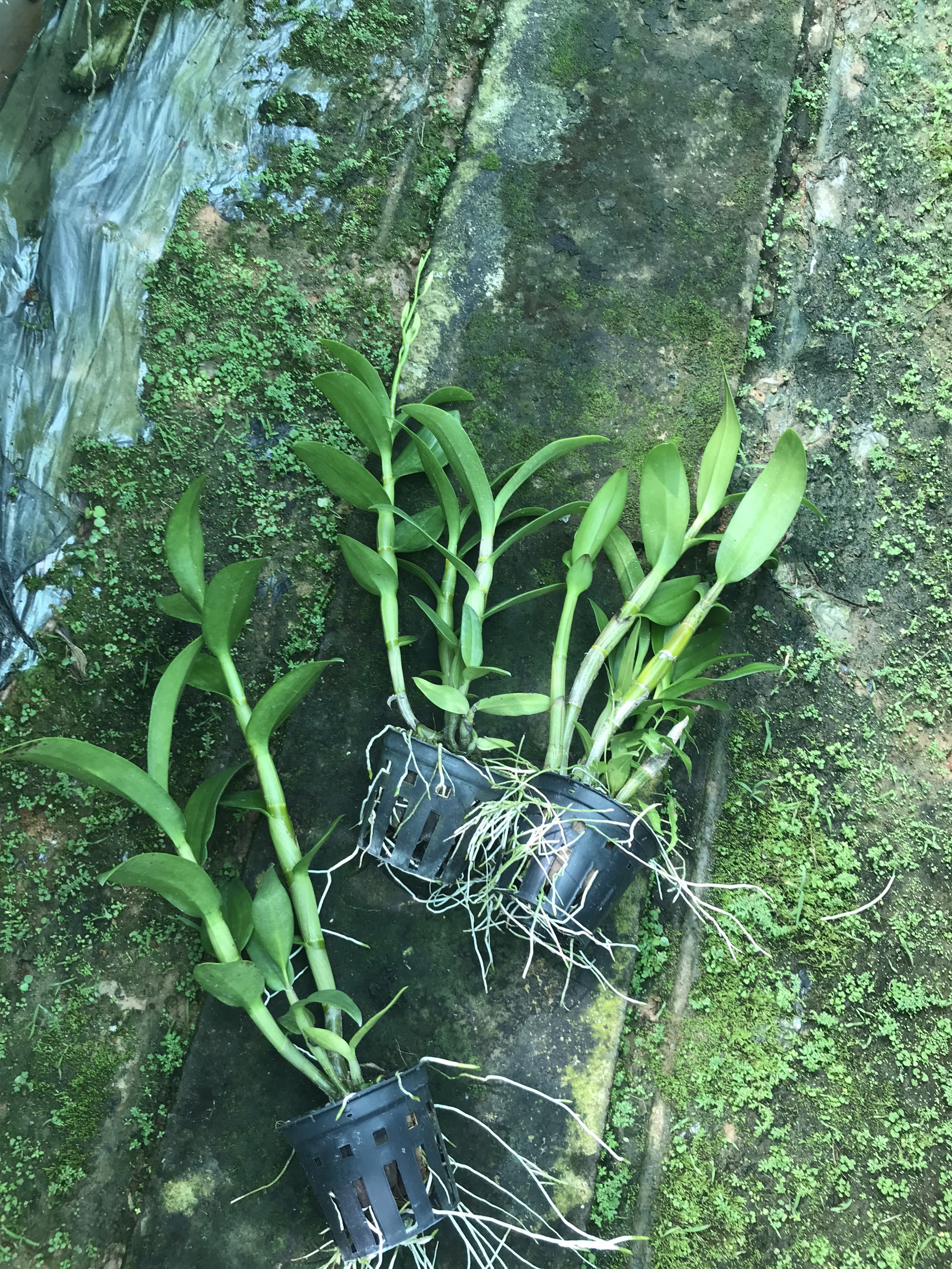 Hoa lan denro nắng 4N