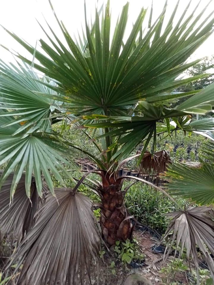 Hạt giống cây cọ mỹ ( Pritchardia filifera ) - gói 3 hạt