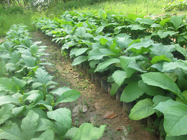 Hạt giống cây hông, tếch lai