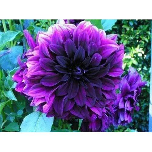 Củ Giống Thược Dược Ngoại (Giống Hoa)
