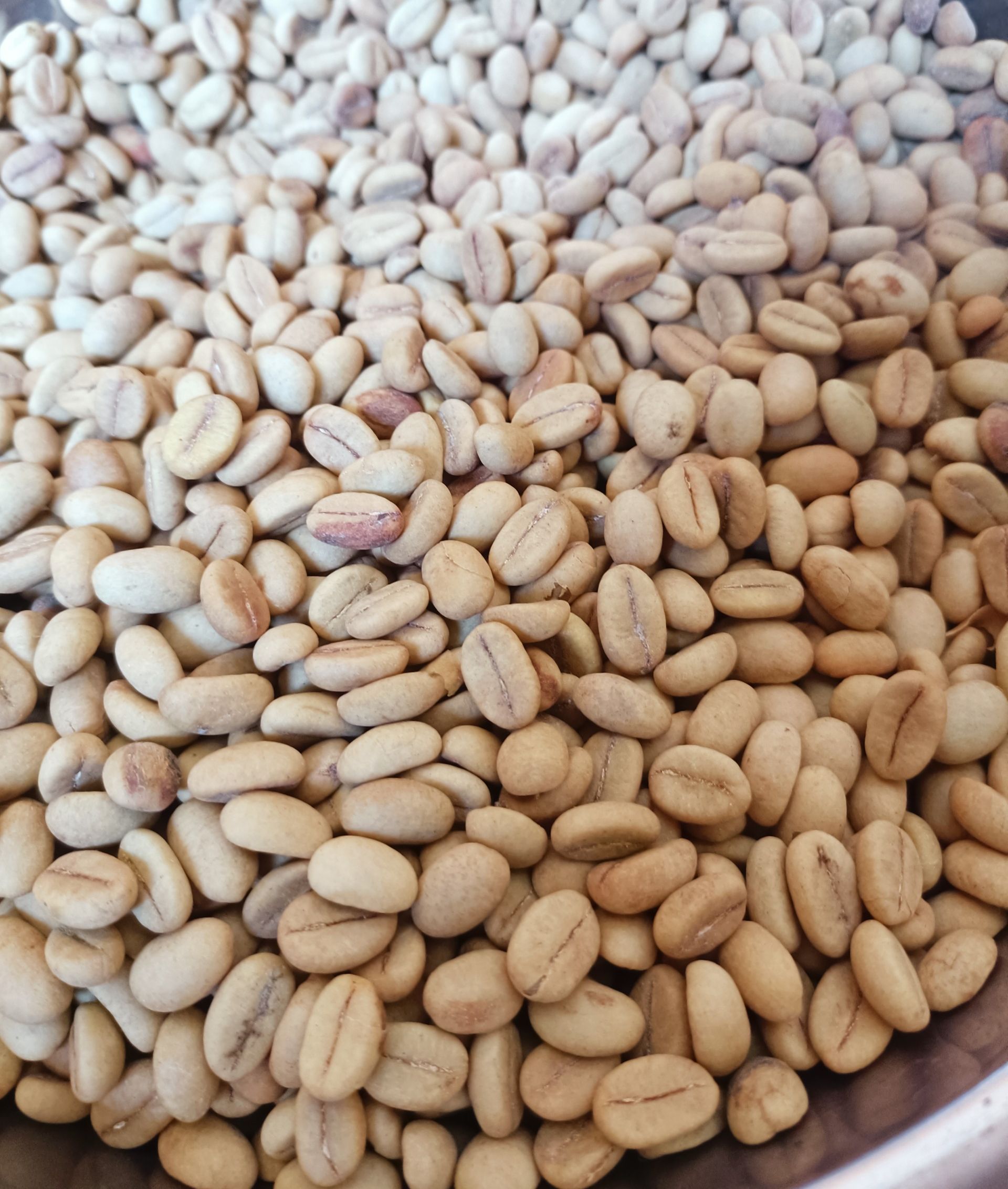 Hạt giống cà phê Thiện Trường cao sản