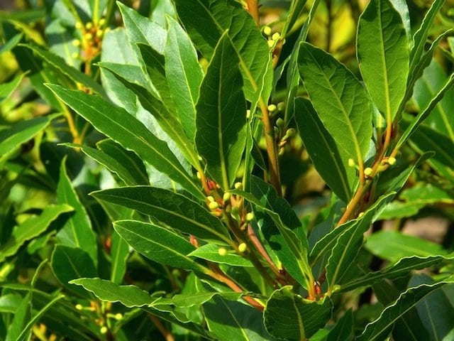 Ong Cha Va Bay Leaf 8g