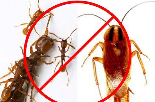 Thuốc diệt kiến gián combo 2 lọ