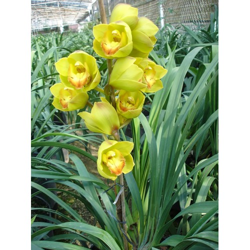 Củ Giống Hoa Địa Lan Santo Màu vàng hoặc mix màu