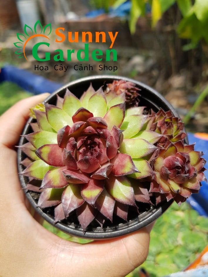 Sen Đá Phật Bà Bụi Đỏ - Chậu Trung