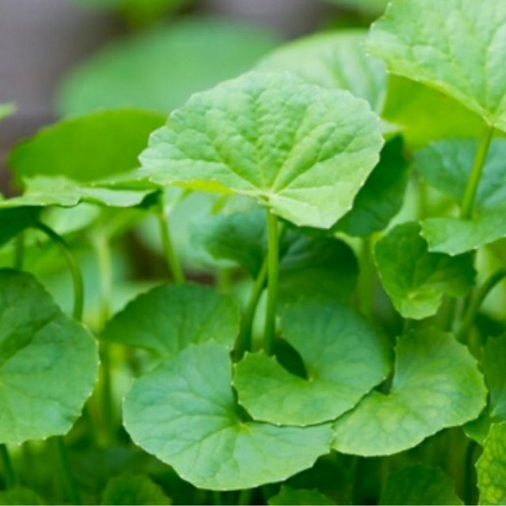 Hạt giống rau má - gói 1gram