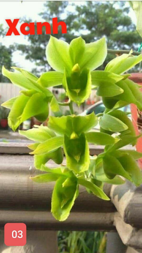 hoa lan thiên nga cây giống