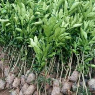 Cây Giống Bưởi Đường Chín Sớm