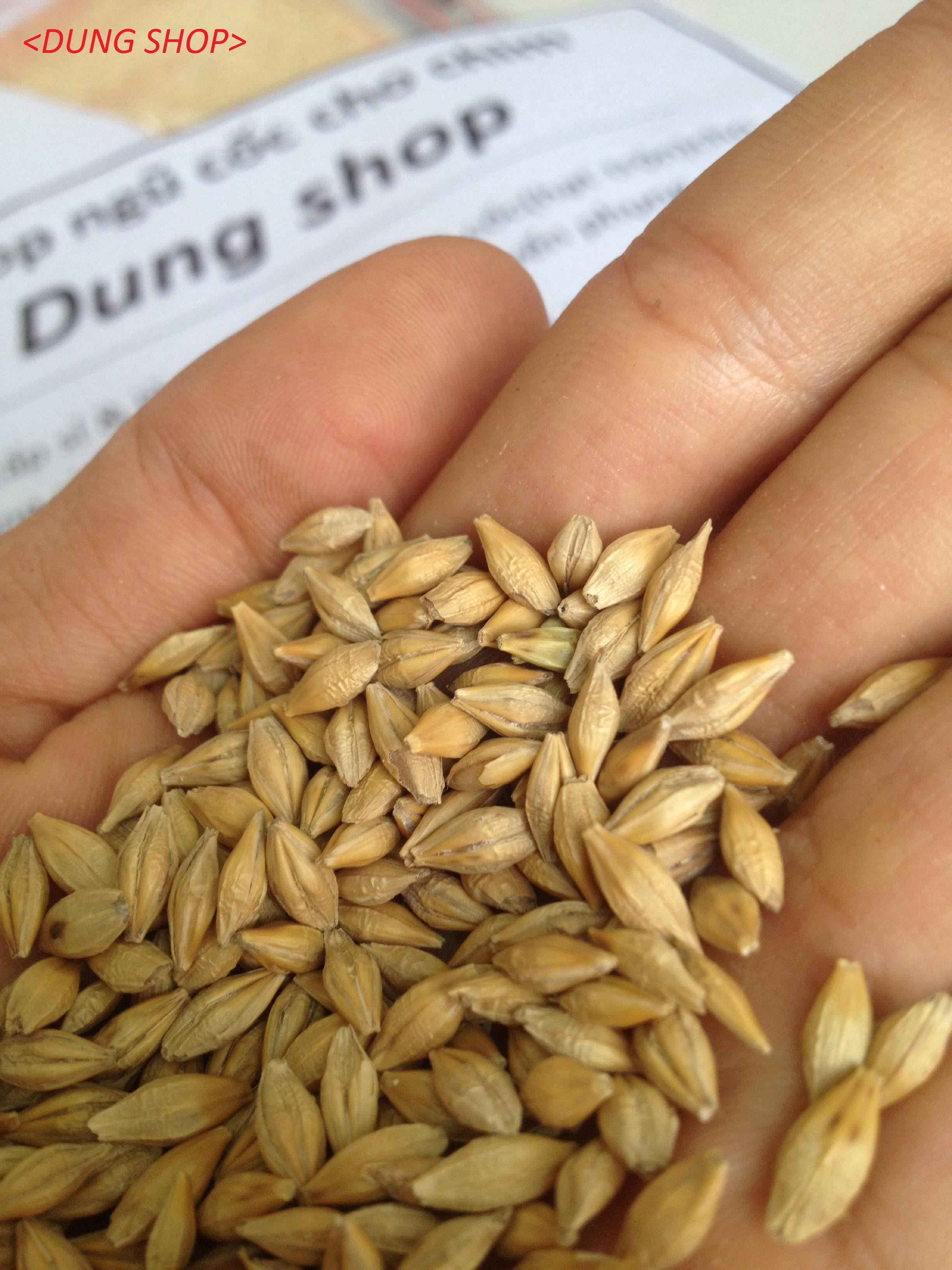 1kg hạt lúa đại mạch ( thức ăn cho chim, gà, vẹt )