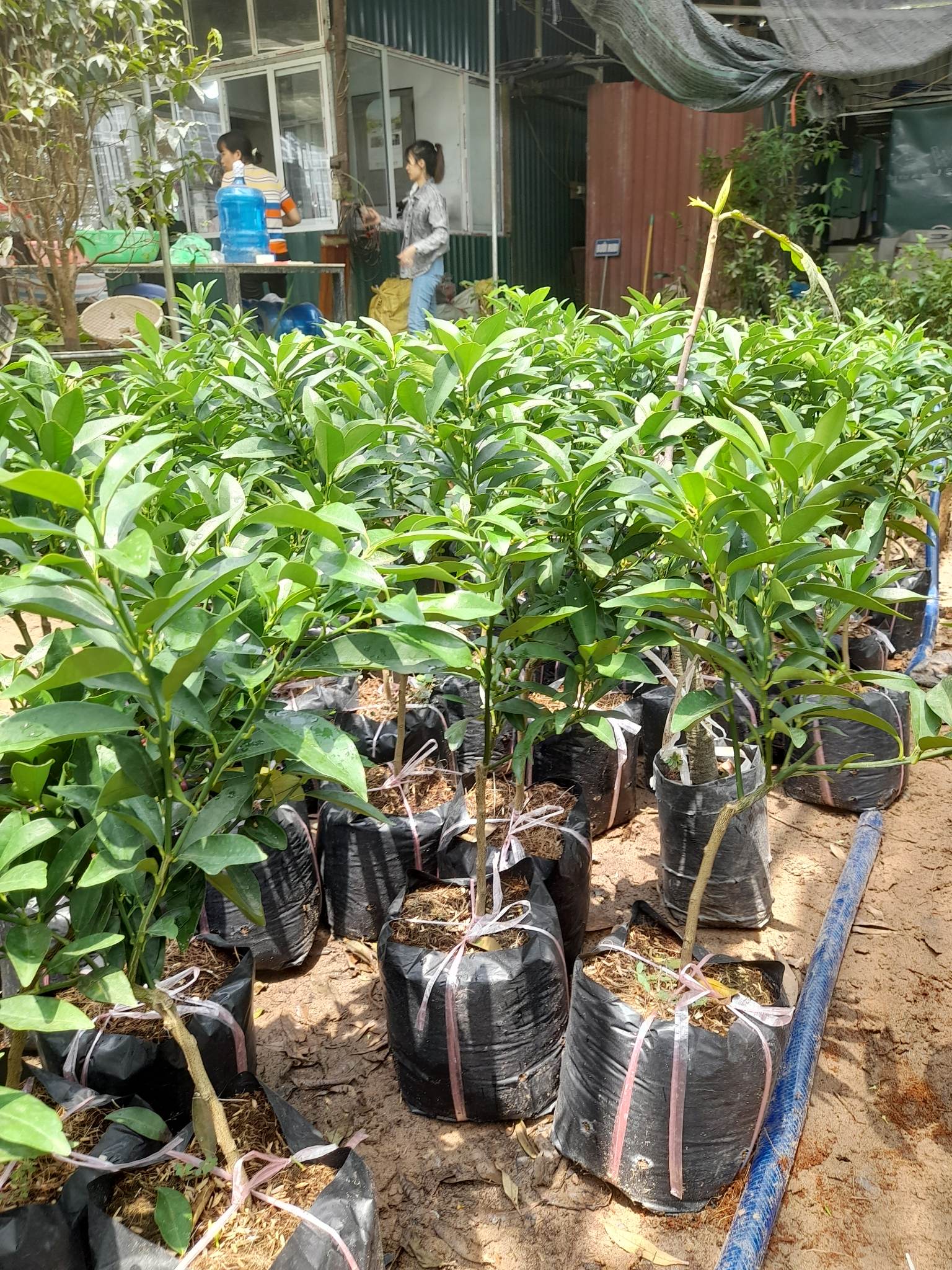 Quất Trái Dài-Cây Ăn Trái+Tặng kèm phân bón