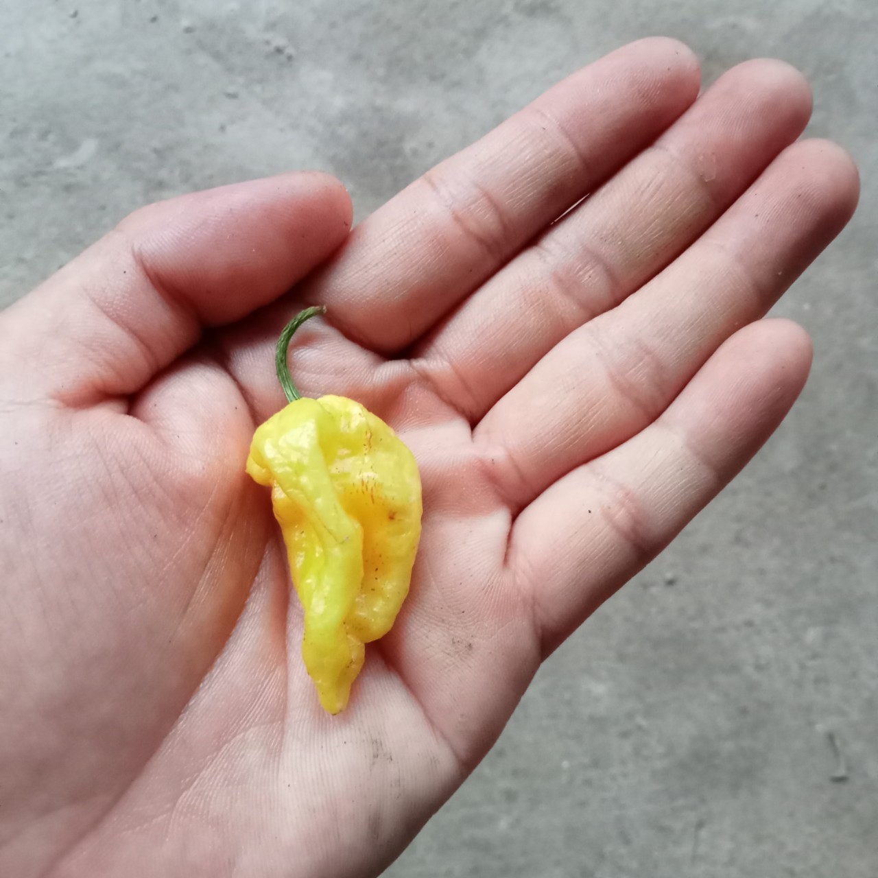 5 Hạt Ớt Bhut Jolokia Yellow