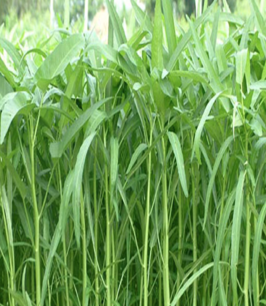 (HCM) Hạt giống rau muống lá tre 50gram
