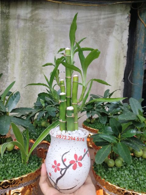 Cây Trúc Phú Quý ( Chậu Sứ)
