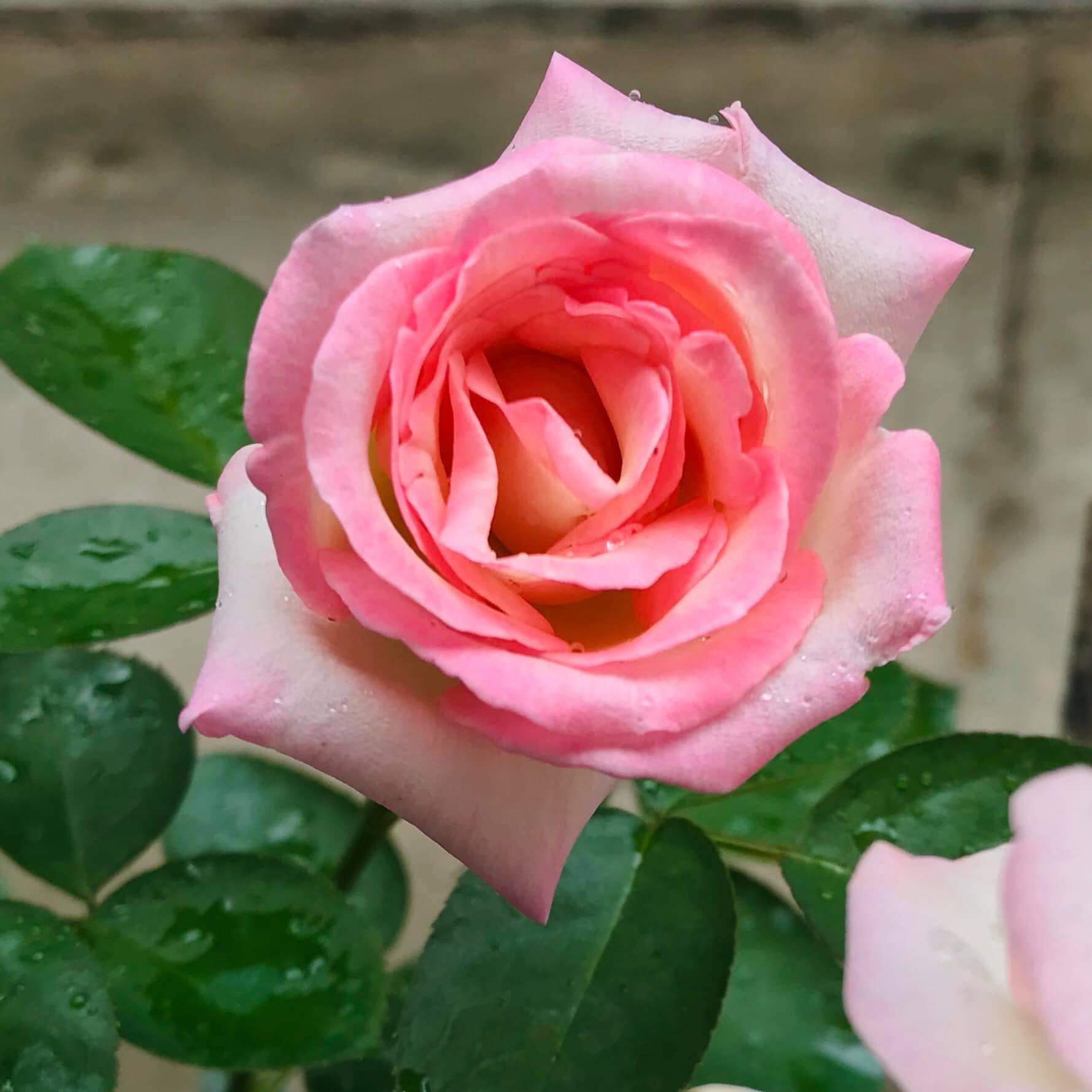 Hoa hồng Ngoại Monaco Rose