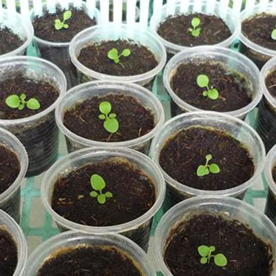 Hạt giống hoa dạ yến thảo rủ gói 50 hạt
