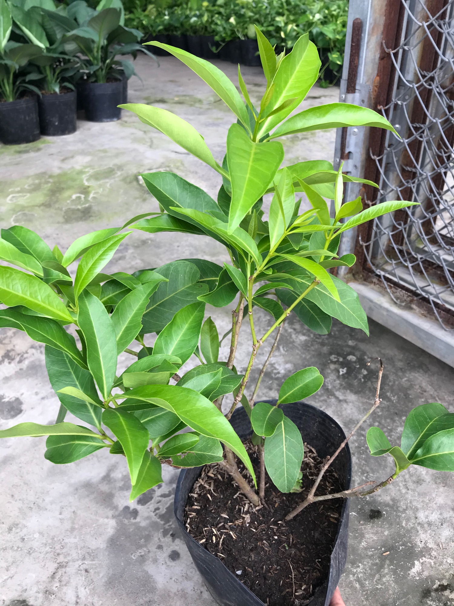 Cây lá vối + tặng phân bón cho cây mau lớn