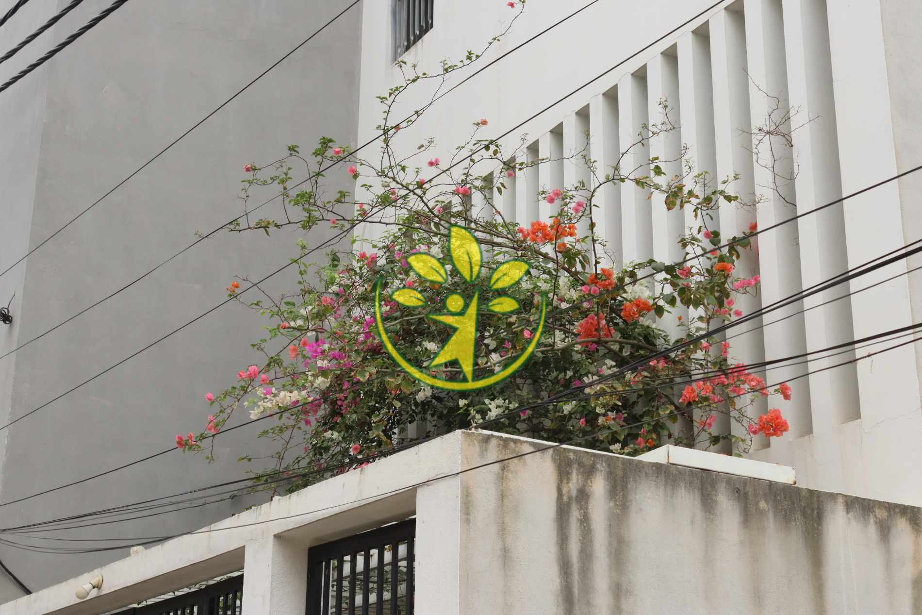 Chậu cây hoa giấy cao 70 - 80 cm chuẩn hàng