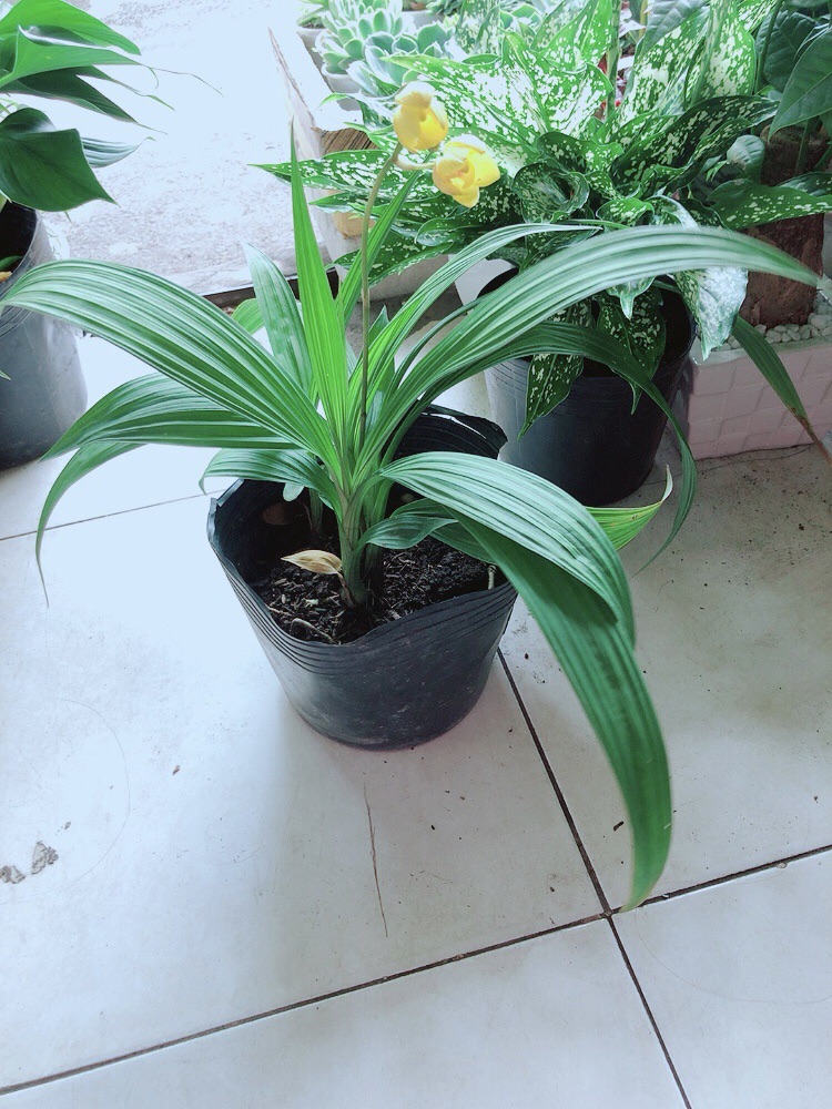 Lan Đất Nở Hoa Vàng