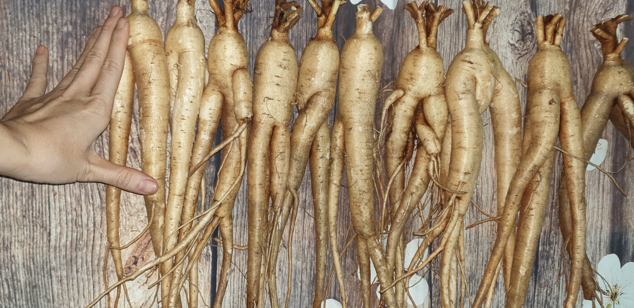Nhân sâm tươi dùng để ngâm rượu - 690k/kg