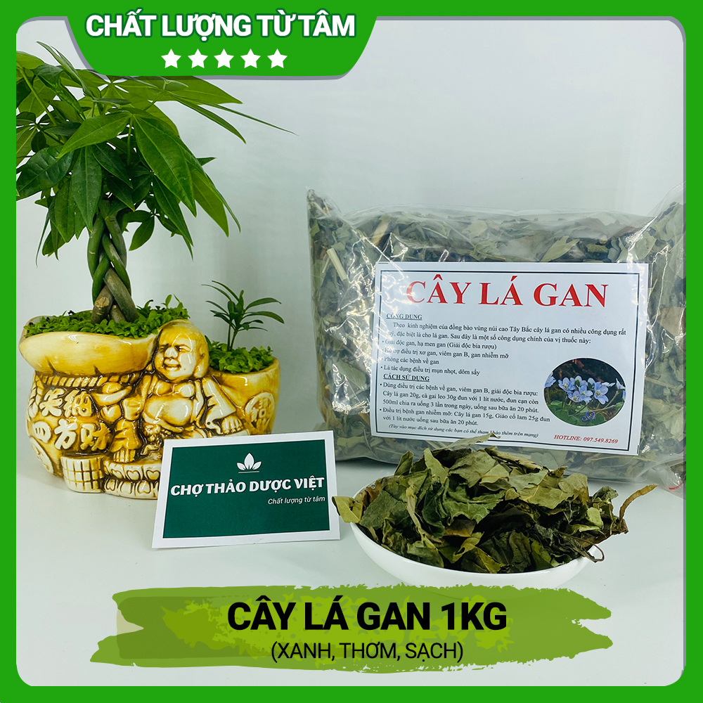 Cây lá gan khô 1kg, lá mát gan rừng, hỗ trợ giải độc, hạ men gan, bảo vệ gan, thanh lọc cơ thể