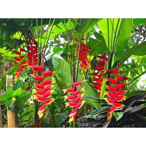 Cây Chuối Mỏ Phượng (cây bán hình 4)