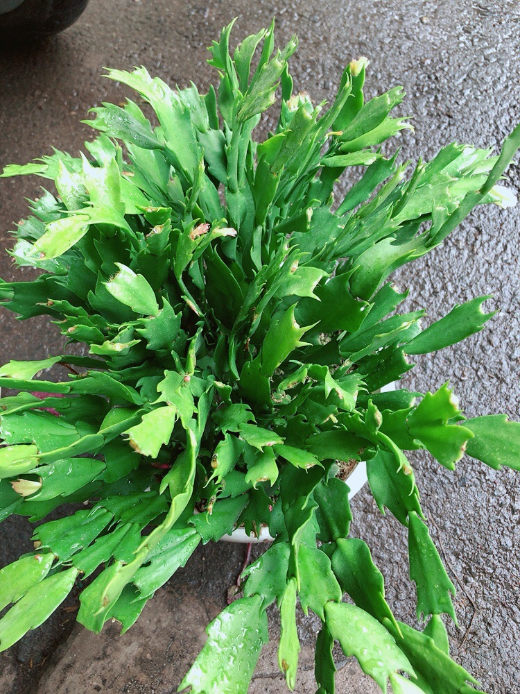 Chậu Hoa Quỳnh