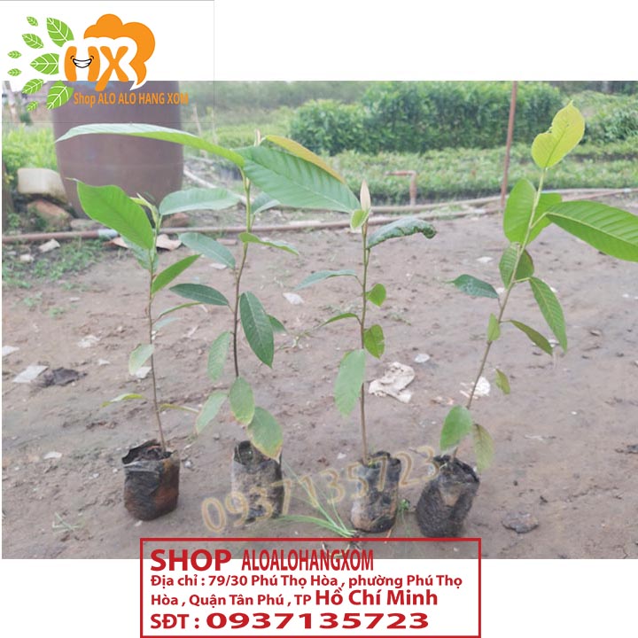 [HCM]COMBO 5 CÂY DẦU -CÂY GIỐNG