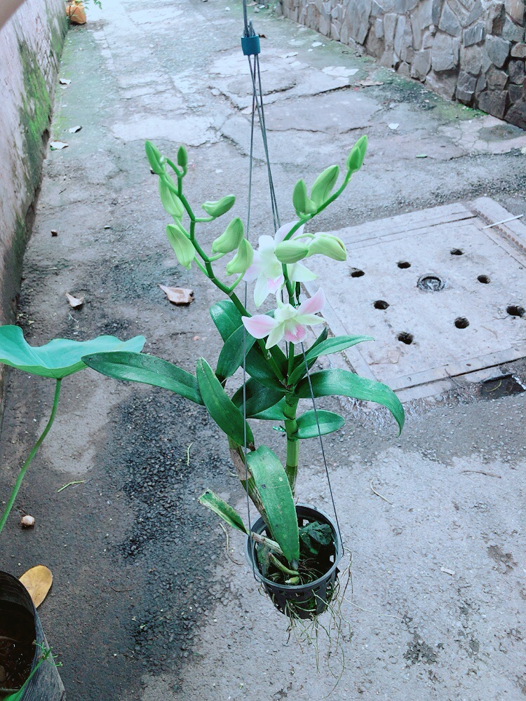 Lan Dendro Hồng Nhạt