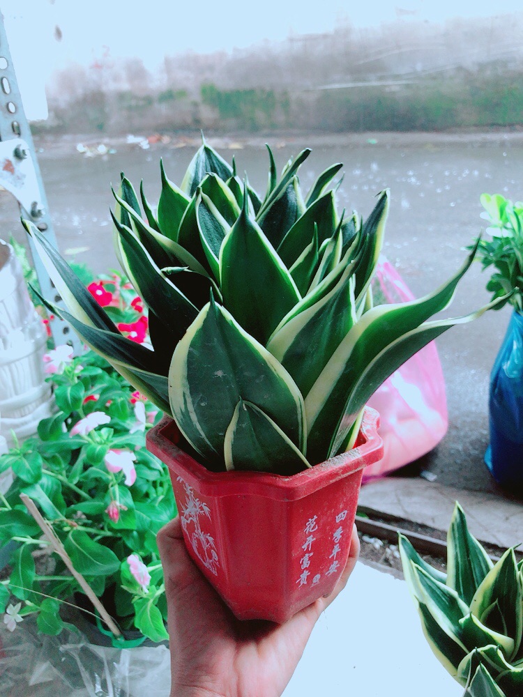 [HCM]Chậu Lưỡi Hổ Thái