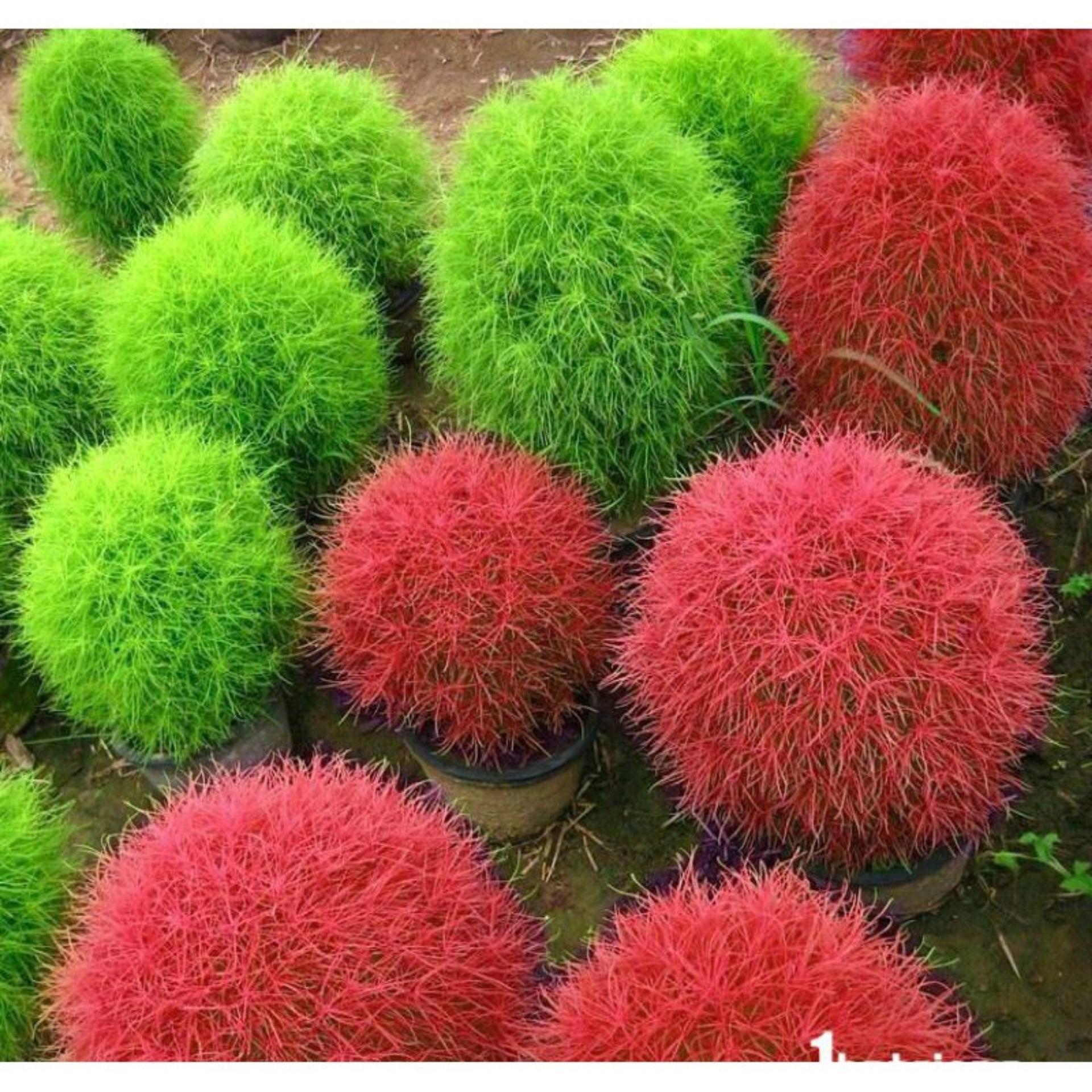 50 Hạt giống Cỏ Đổi màu (tặng Kích nẩy mầm, Hướng dẫn ươm)