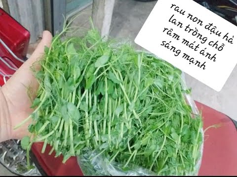 Hạt giống mầm đậu hà lan giá rẻ