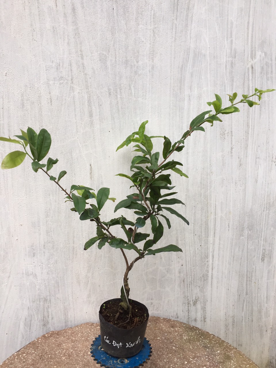 Mai Cúc Đọt Xanh