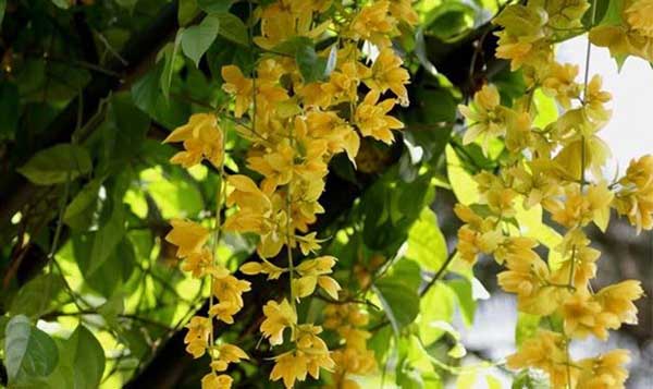 chậu lan leo hoàng dương hàng đẹp