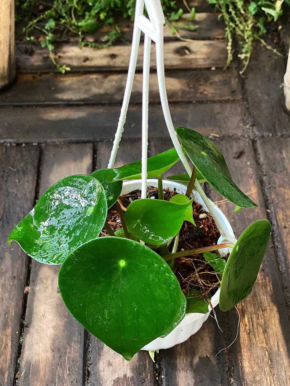 Cây Peperomia polybotrya Raindrop (Cây Giọt Mưa) chậu treo bí ngô