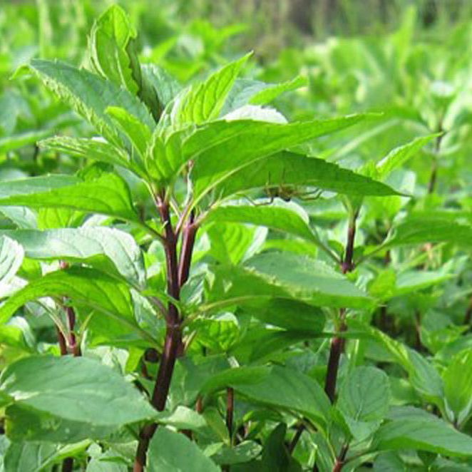 Hạt Giống Rau Quế Lá To Thơm Ngon (10gr)