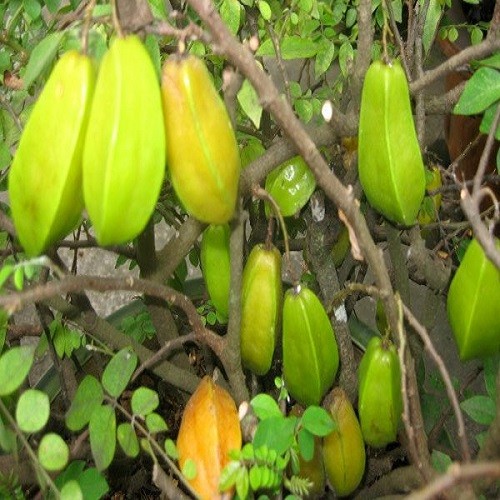 Cây giống khế nhật trồng chậu [ khế chua dễ trồng, )