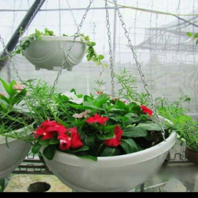 Chậu chảo nhựa trồng hoa cây cảnh