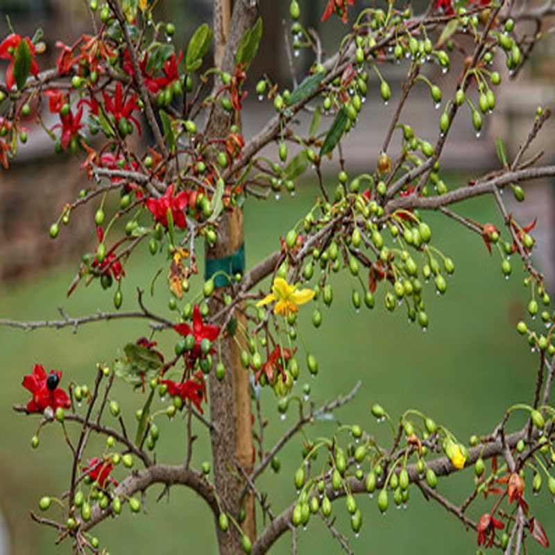 Cây Mai Tứ Quý - cây mai vàng