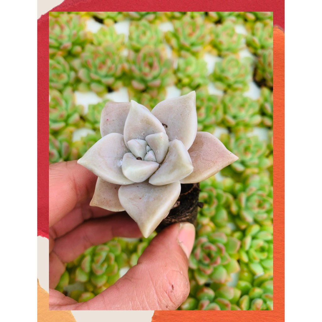 SEN ĐÁ ĐÁ MA SIZE MINI  ĐÀ LẠT  HƯ 1 ĐỔI 1  SIÊU CUTE