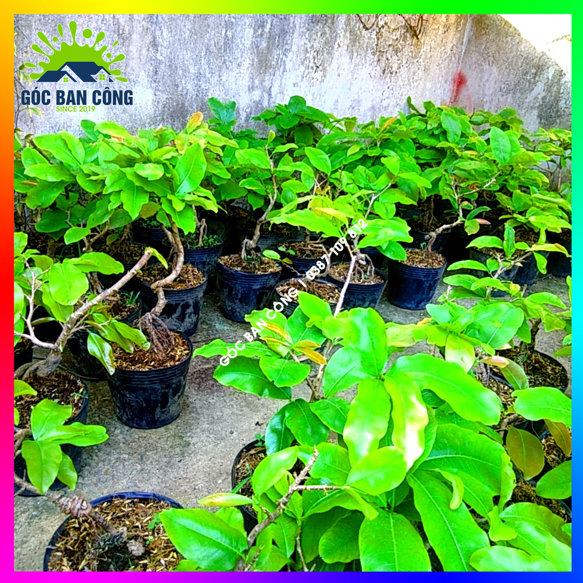 Mai Cúc Bonsai Mini