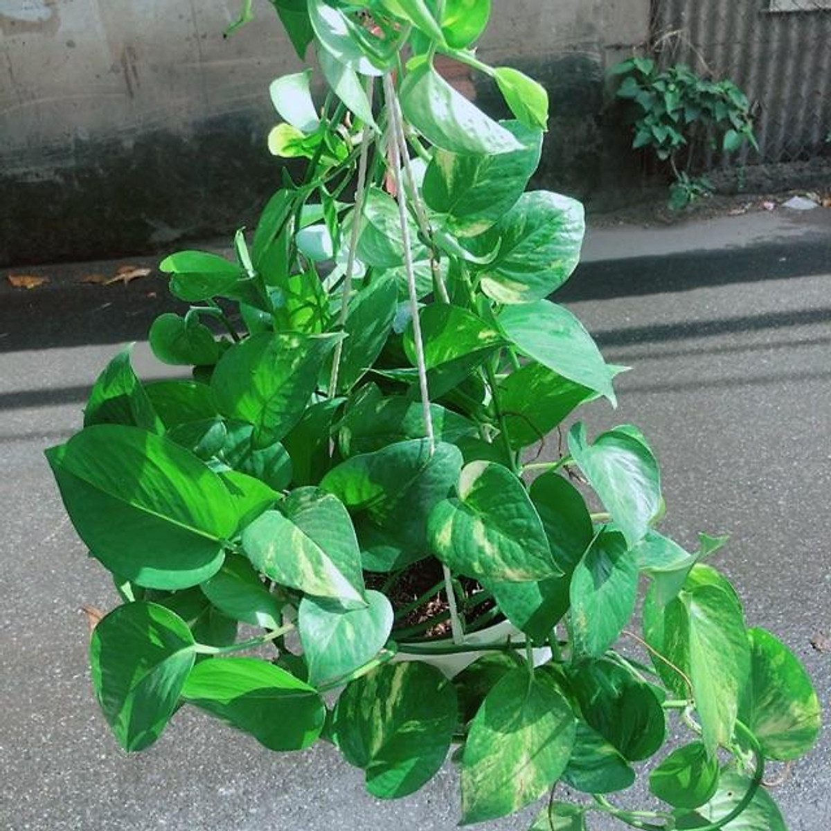 Cây trầu bà treo size lớn