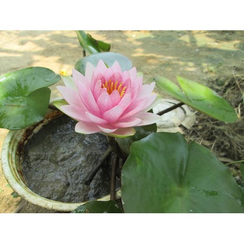 hạt giống Súng nước mini MIX