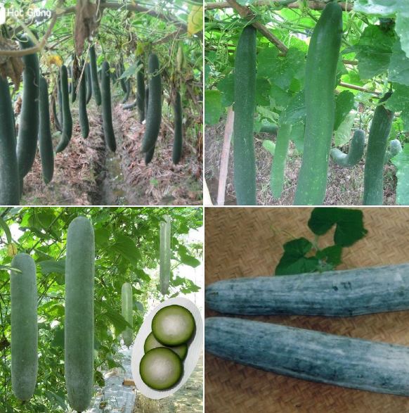 Hạt giống bí xanh dài  -Bí đao (bí sặt) – 2Gram ( 30 hạt )
