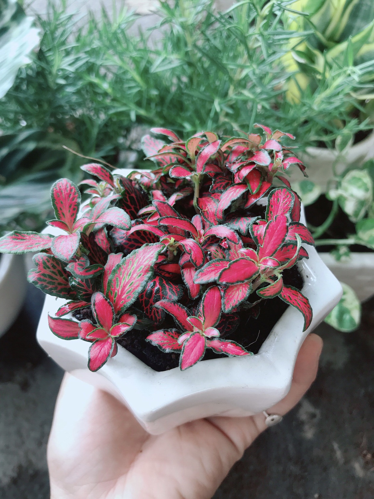 Chậu cây cẩm nhung đỏ