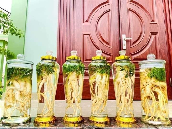 [CHÍNH HẢNG] củ đinh lăng tươi loại nguyên củ 5kg